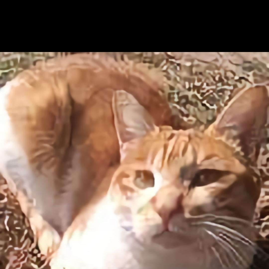 猫之情