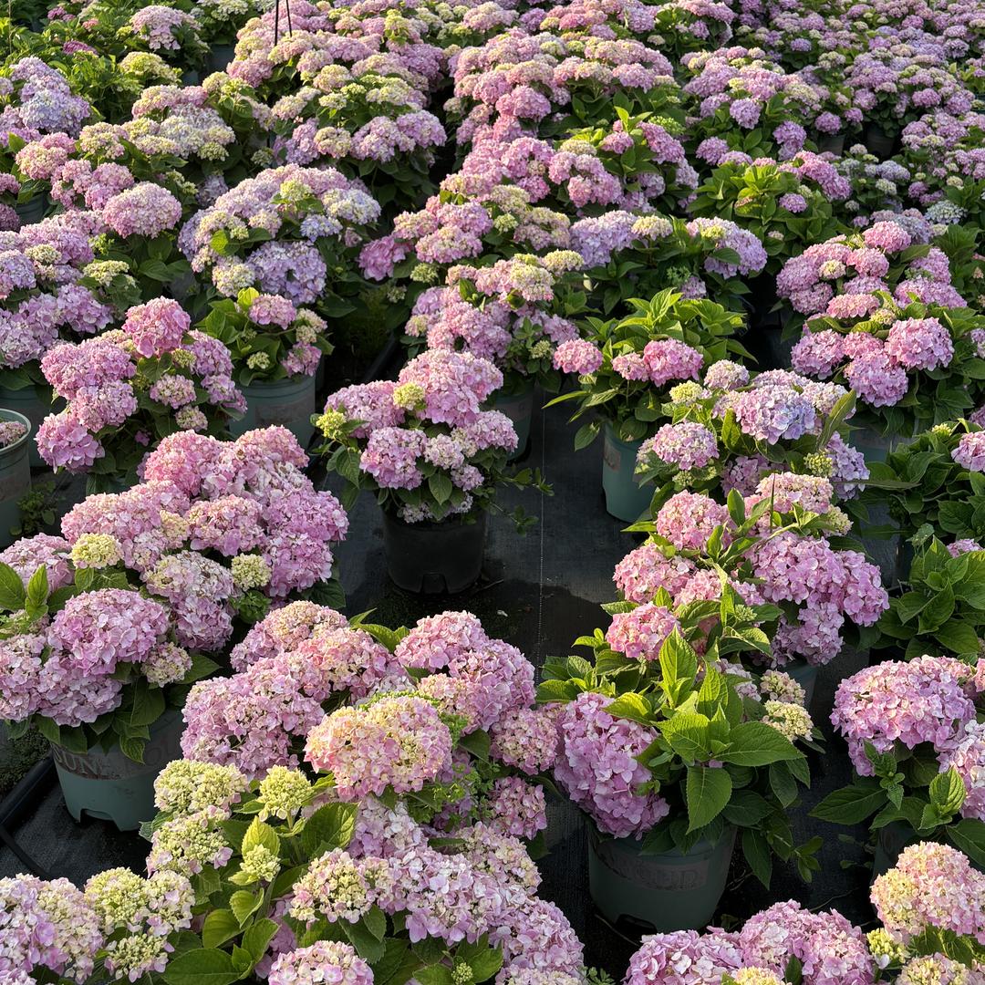 花之韵甄选阁