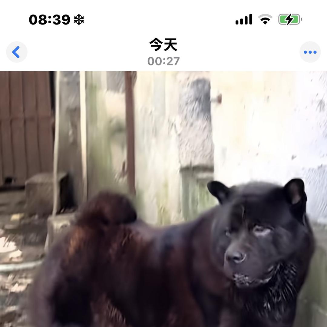 旺旺vlog（五黑犬）