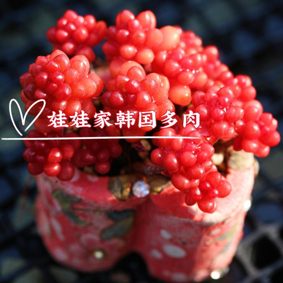 娃娃家韩播