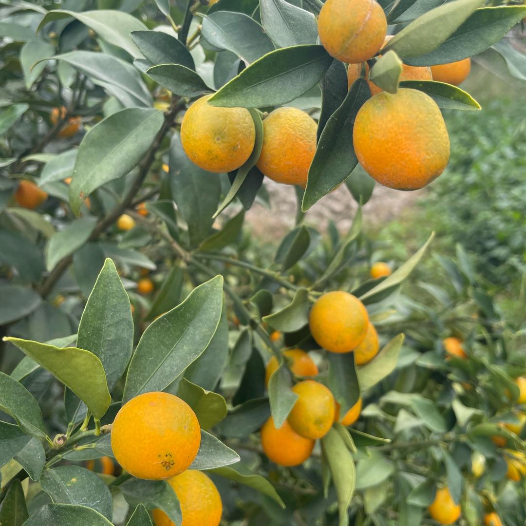 田园牧歌
