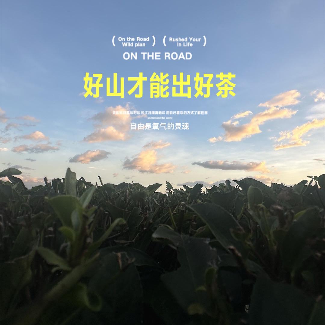 燕归巢茶业