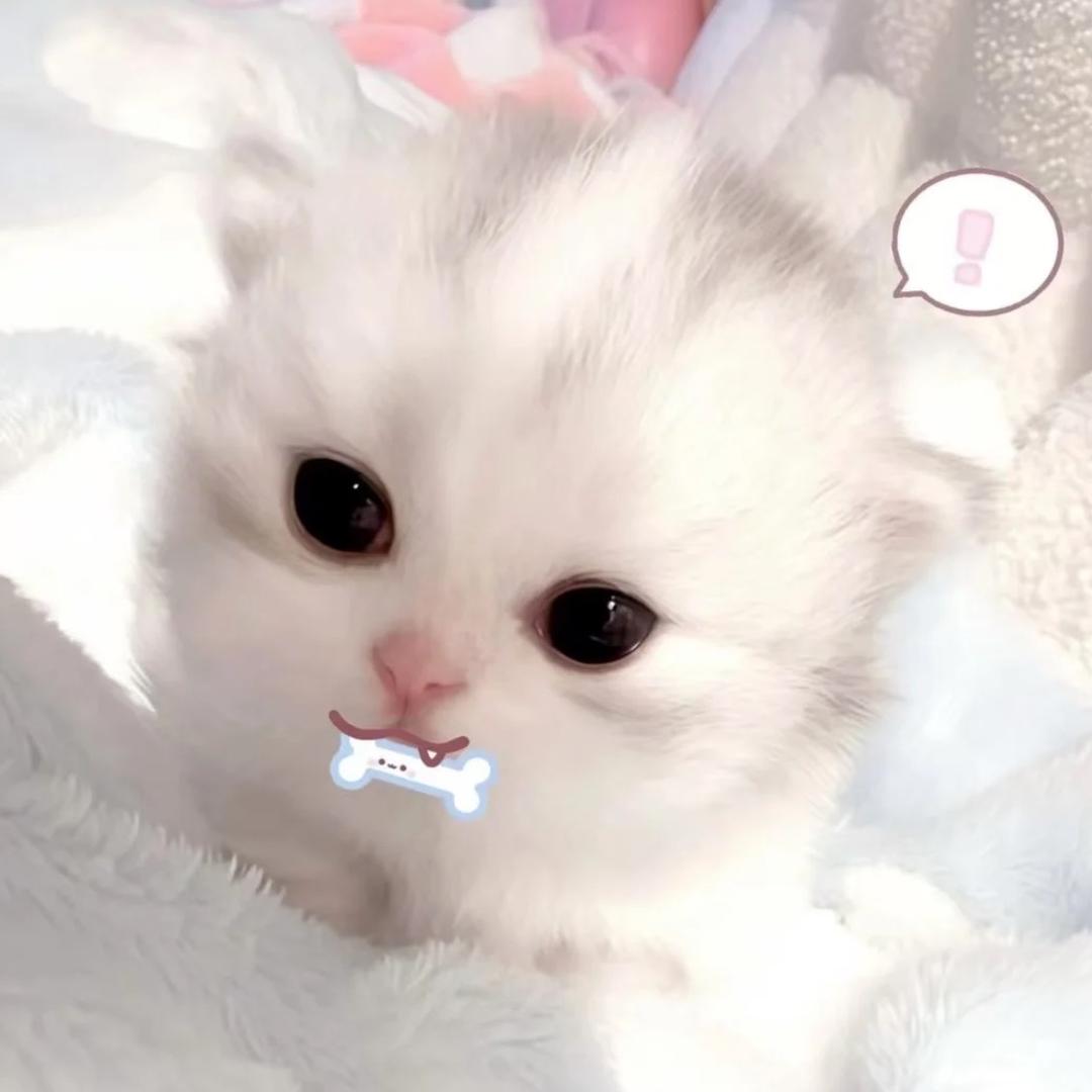 喵