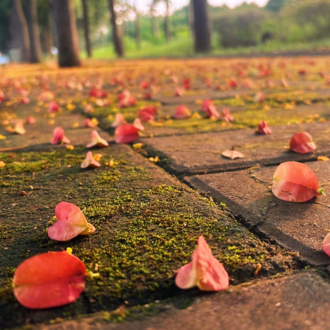 小粒