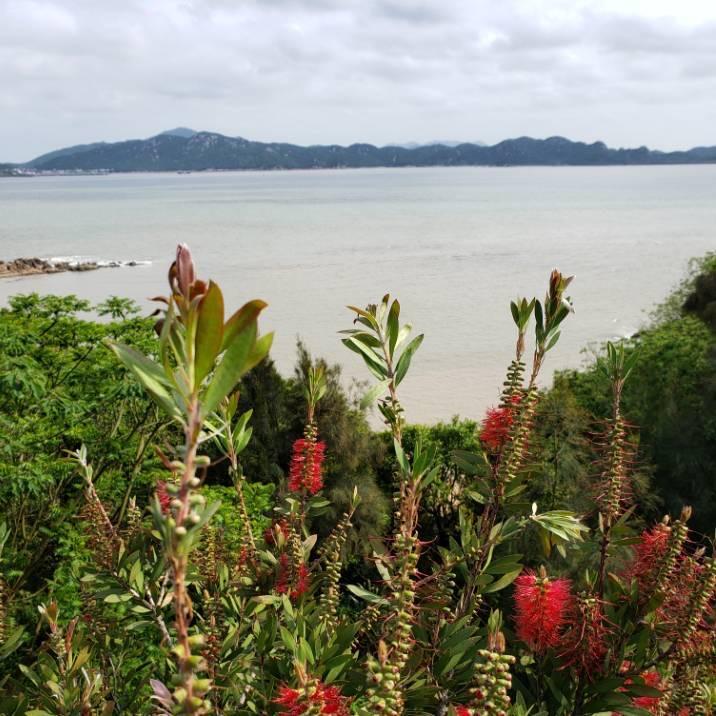 秋枝