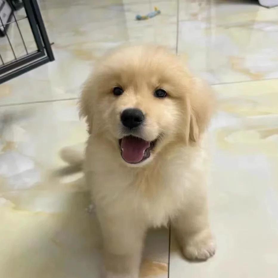 盼盼优选(助力养殖户）