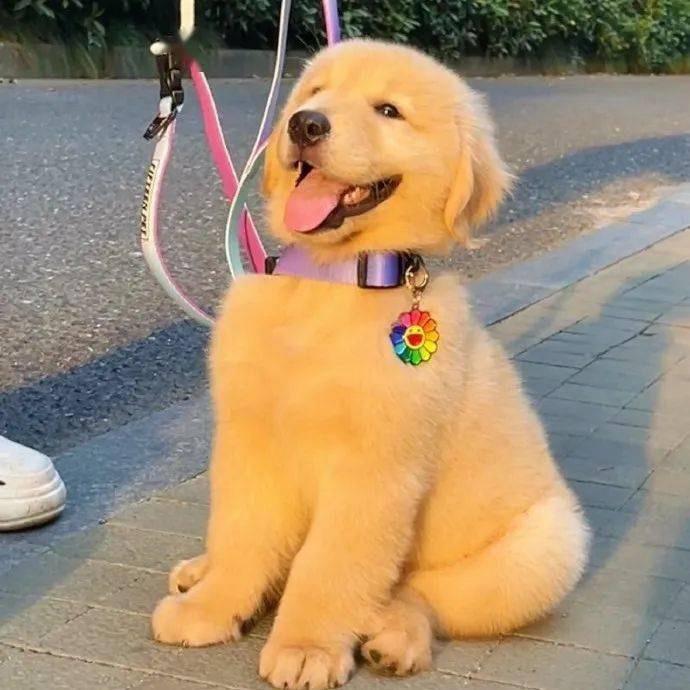 一只小金毛