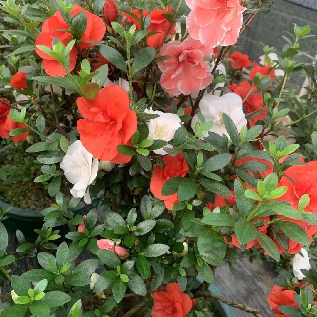 小梅子园艺