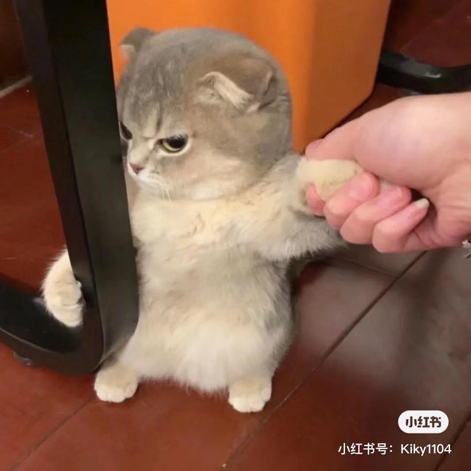 神奇猫多少钱一只