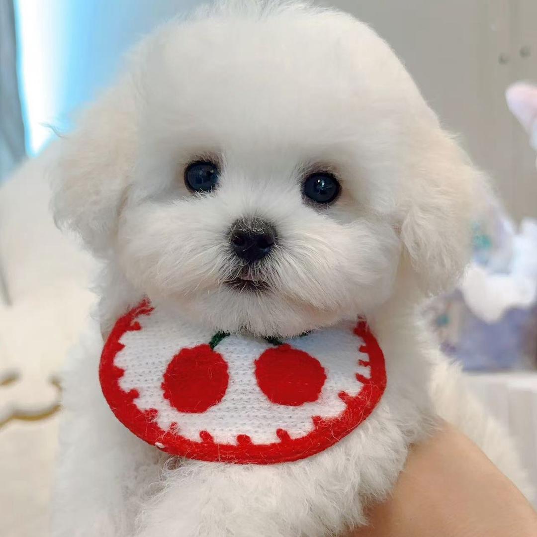 大博学姐家韩系比熊