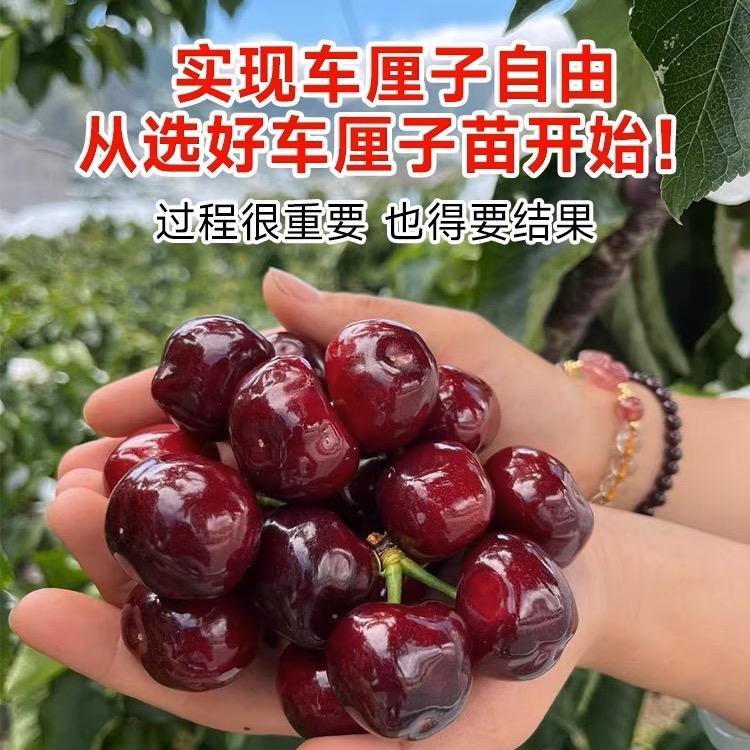 时果树苗木专营店