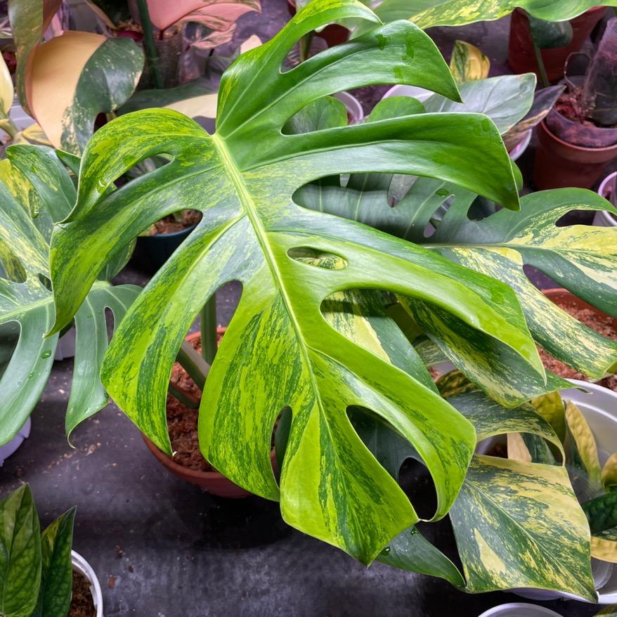 植植