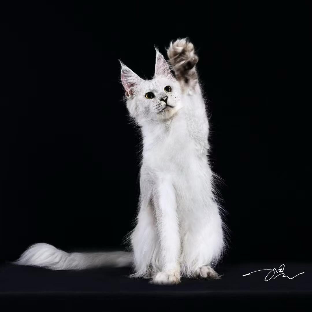 欣玥猫舍
