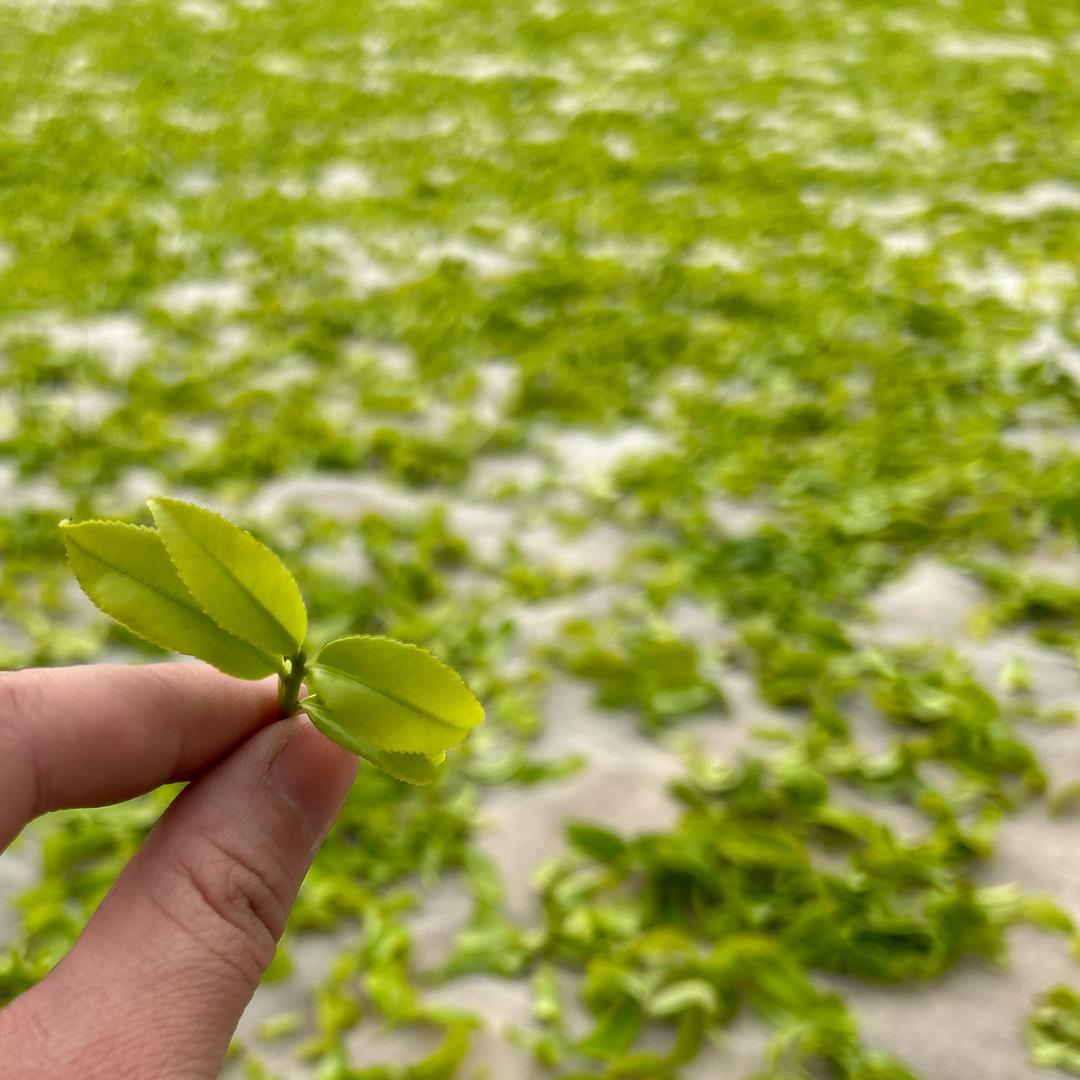 君小小的单丛茶（潮州凤凰镇君凰茶叶）