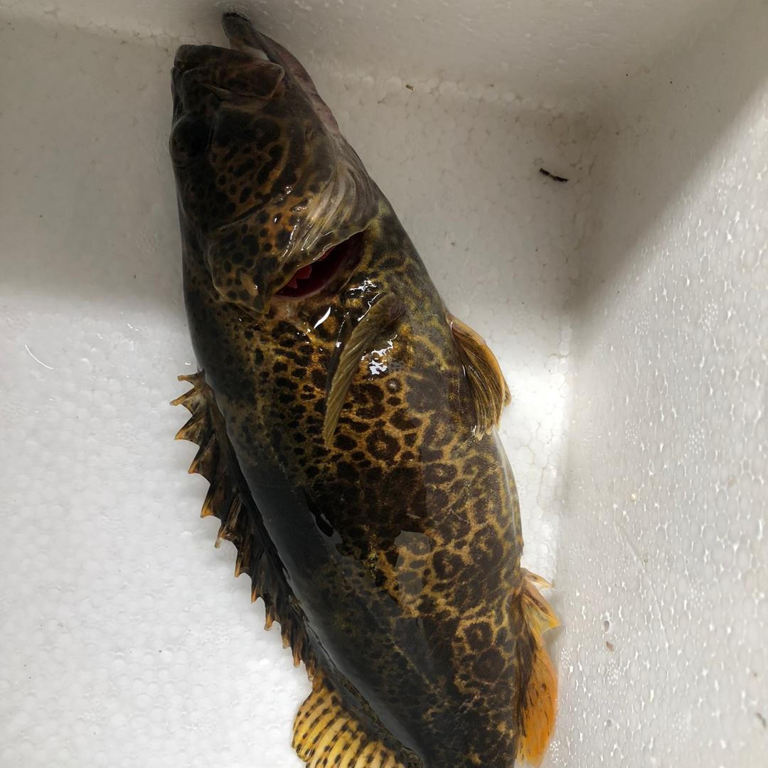 小表哥桂鱼吵辣椒🌶️