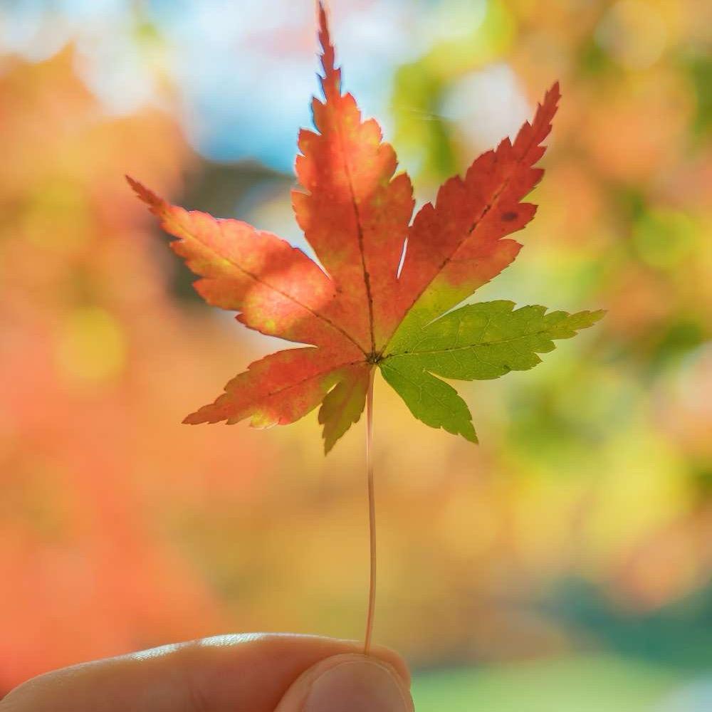 让我把你留下来