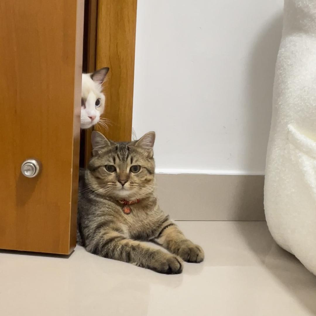 靓仔是只猫