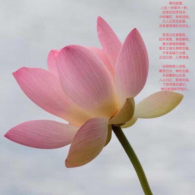 梅川Miss应私家烘焙跑腿