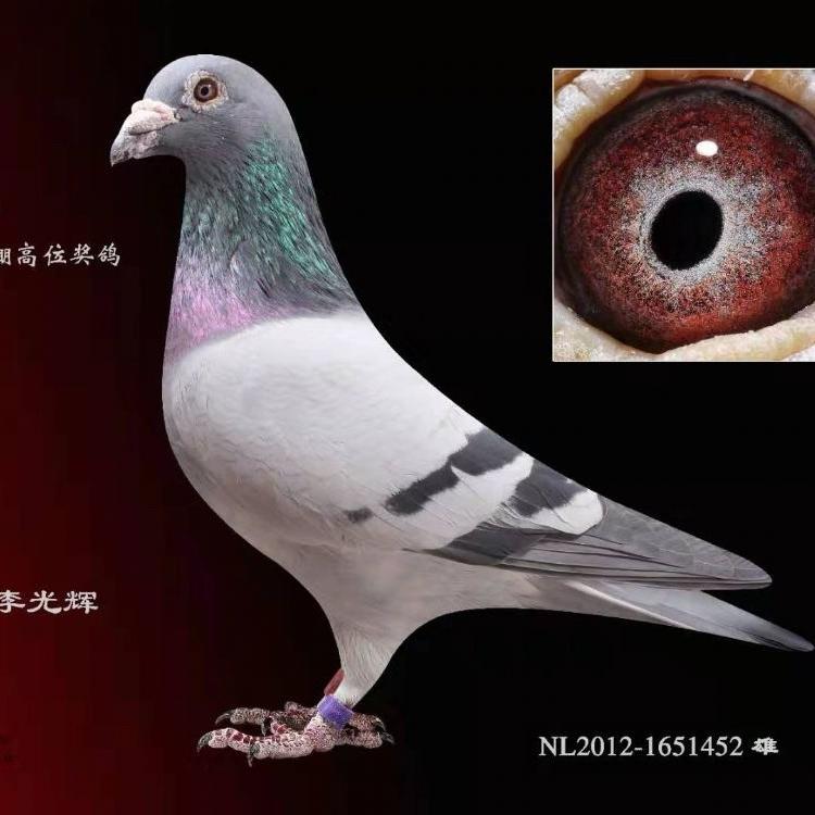 赛鸽爱好者