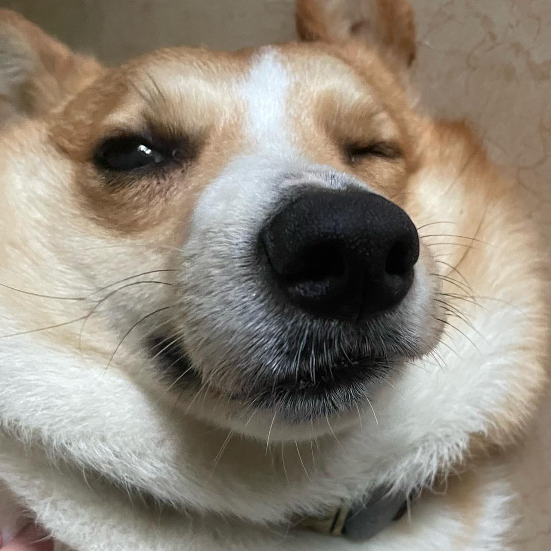 大屁屁