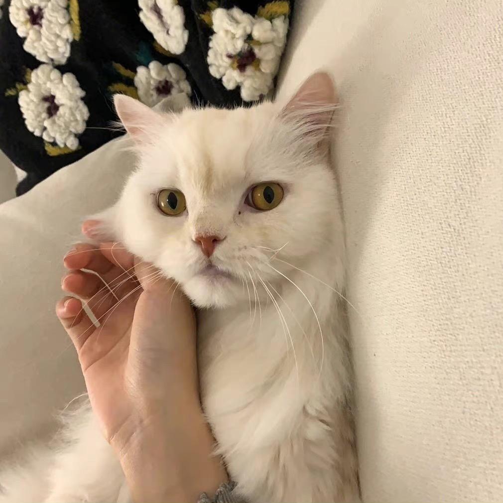 Kitty3_