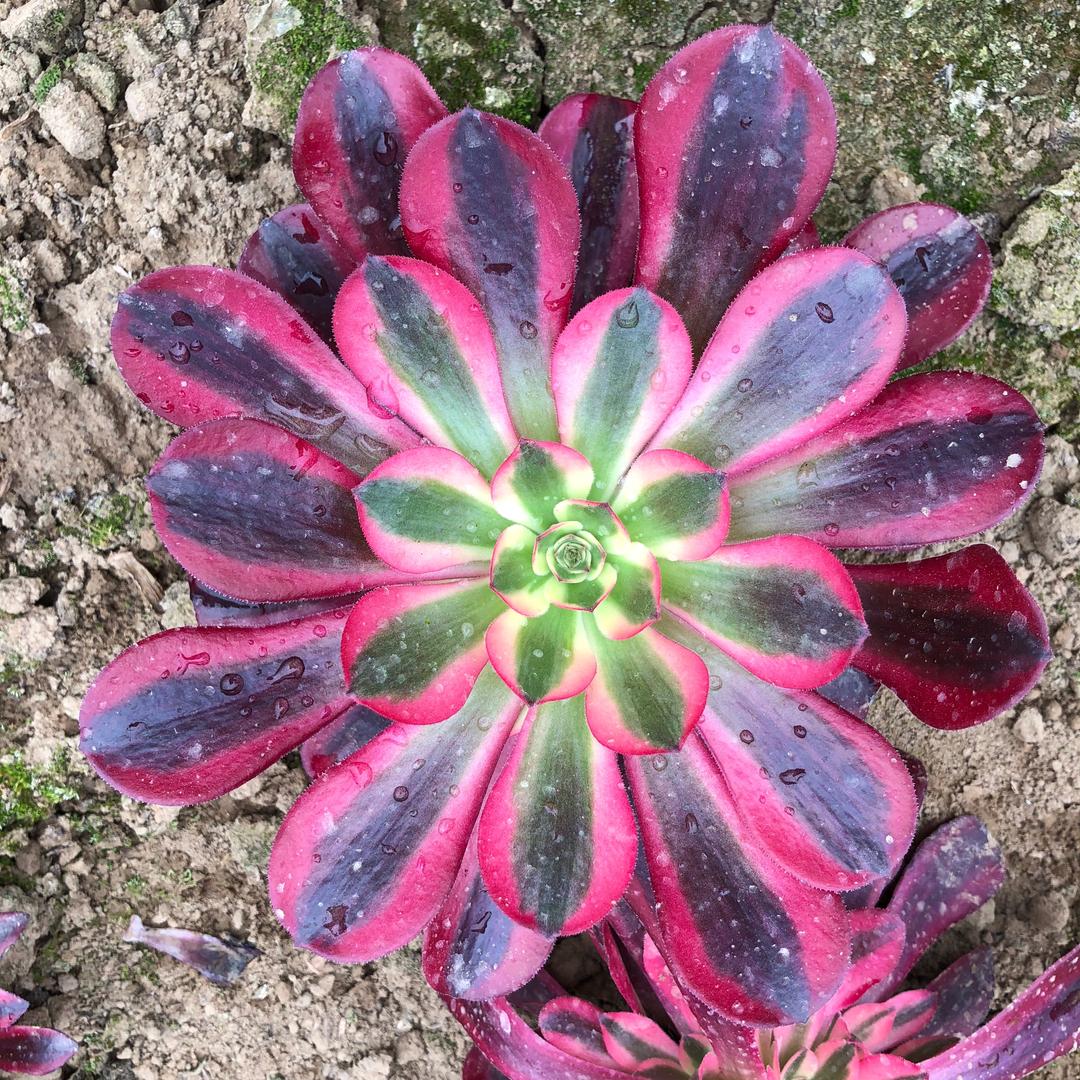 《花友汇》法师园艺