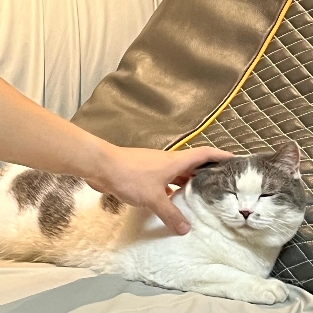 胖猫
