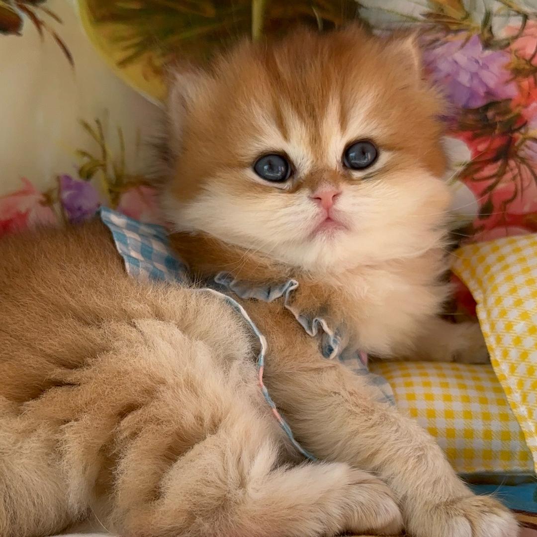 旺加福猫舍