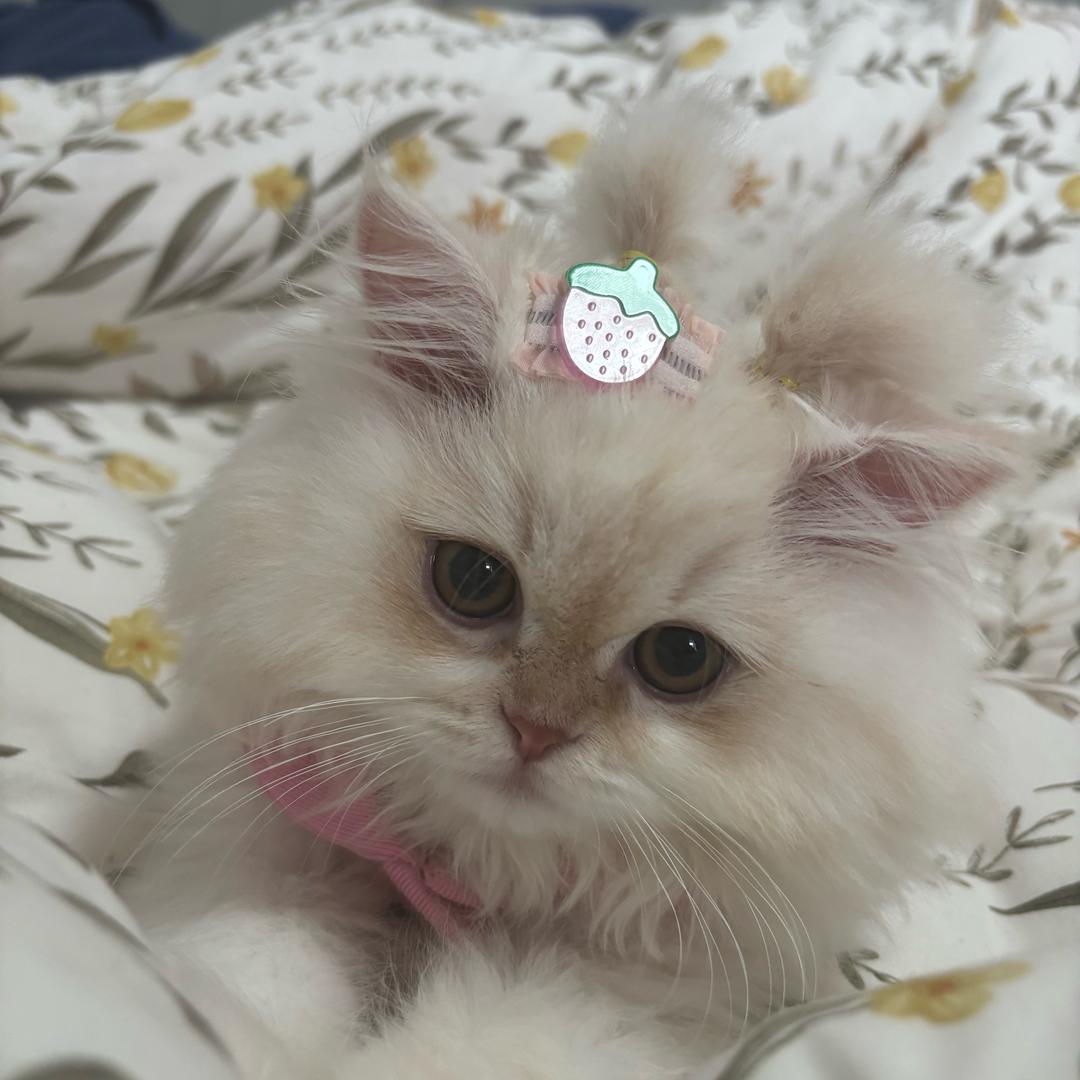 小猫猫