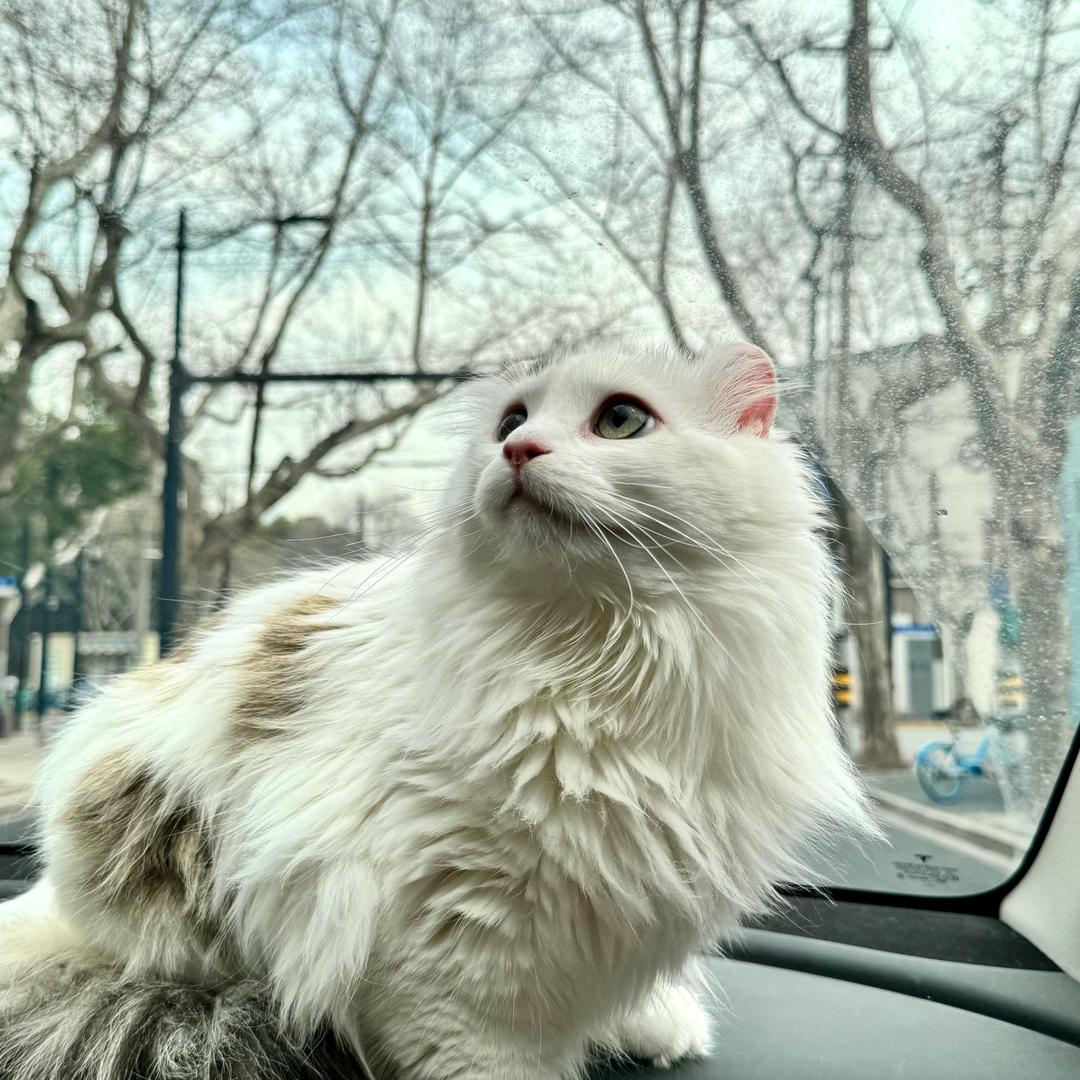 燕麦总是喂不饱