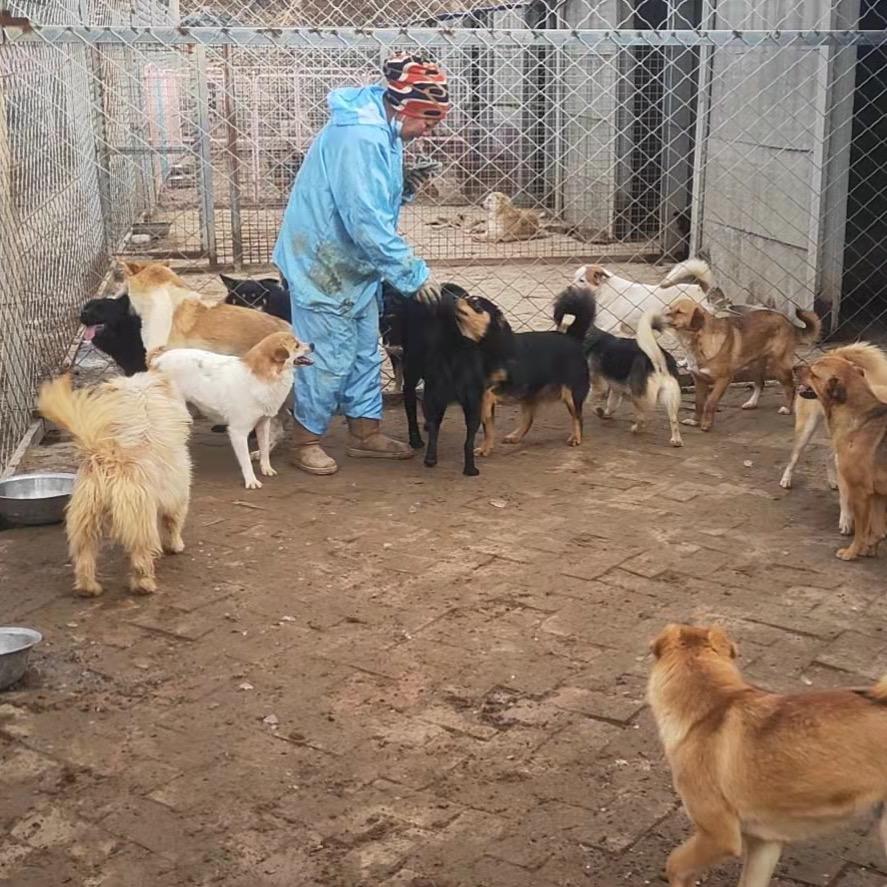 六六和她的220个毛孩子