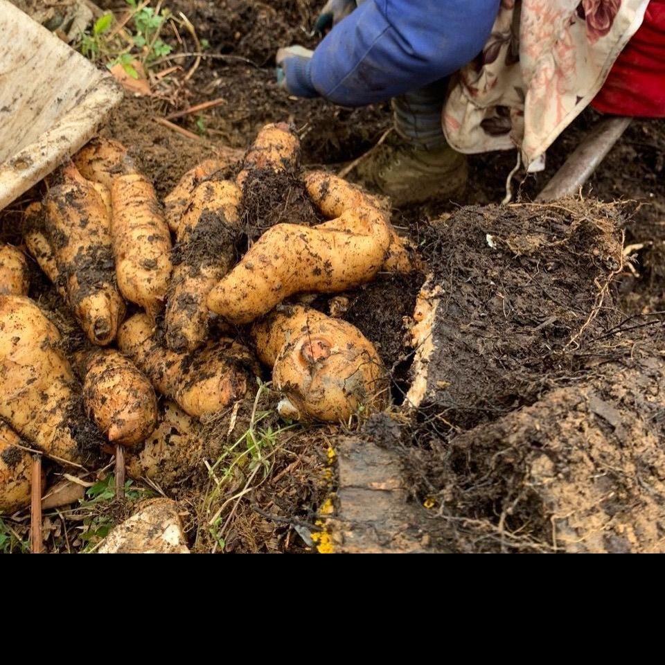 贵州天麻（产地直发）