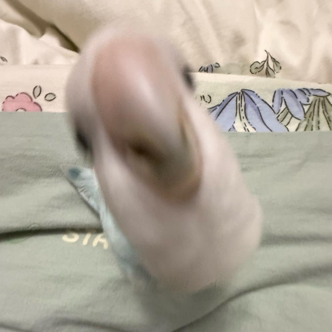 我是点点大王🐣