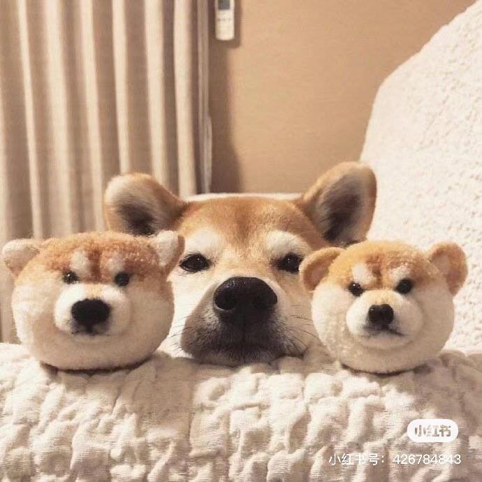 盖是嘤熊