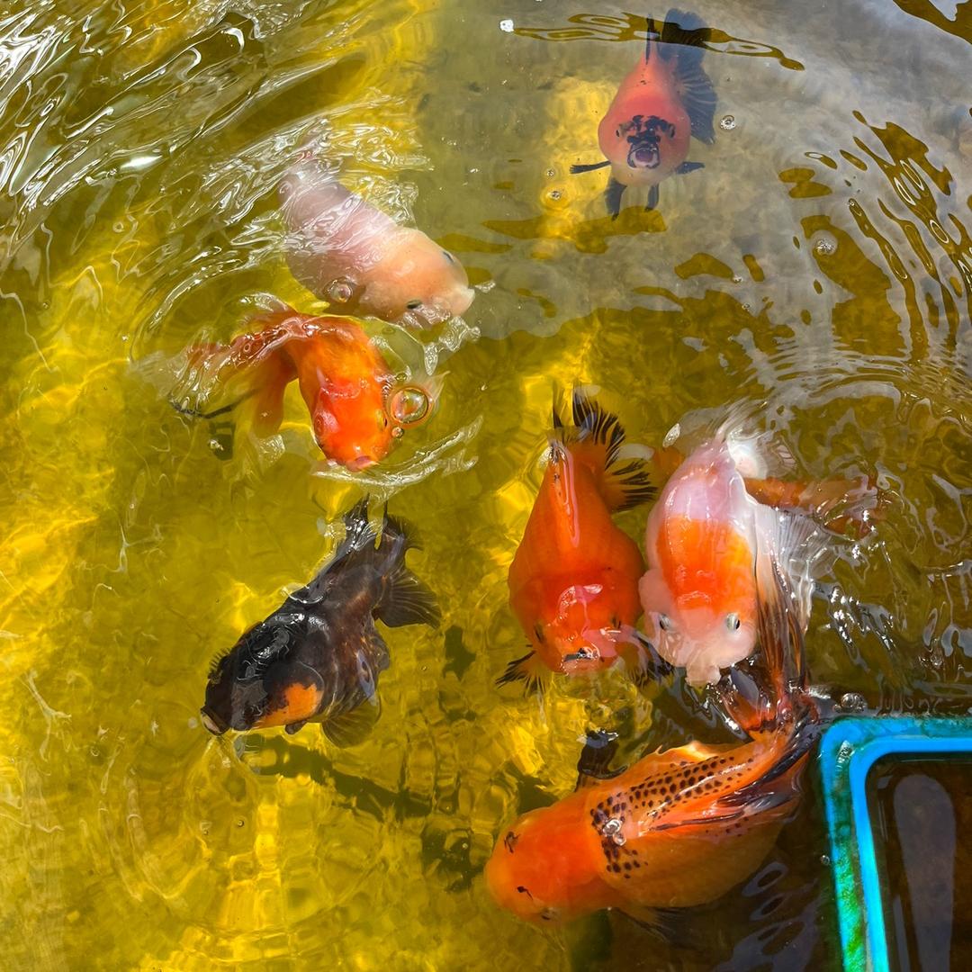 最爱鱼