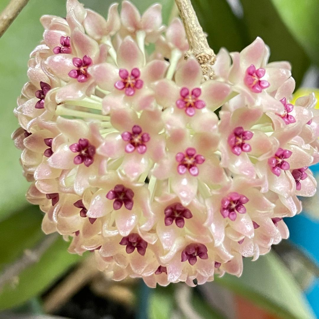 莳花客头像
