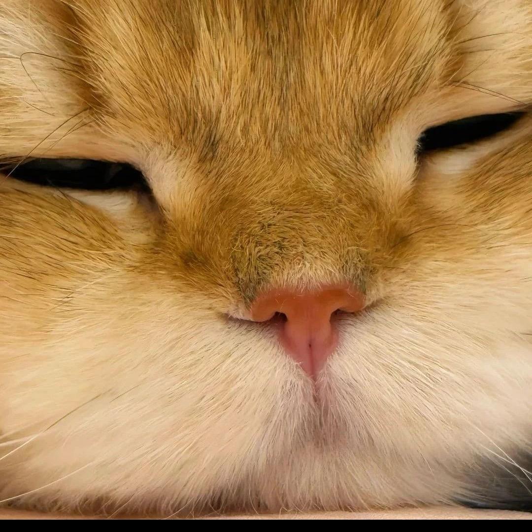 CC..