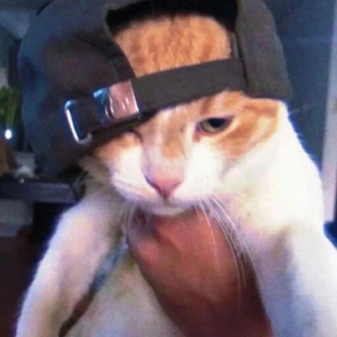 猫霸