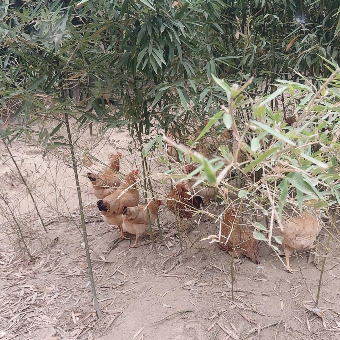 林间仙禽土鸡小店