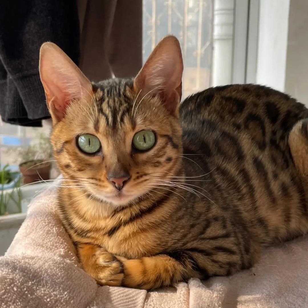 养了只小猫