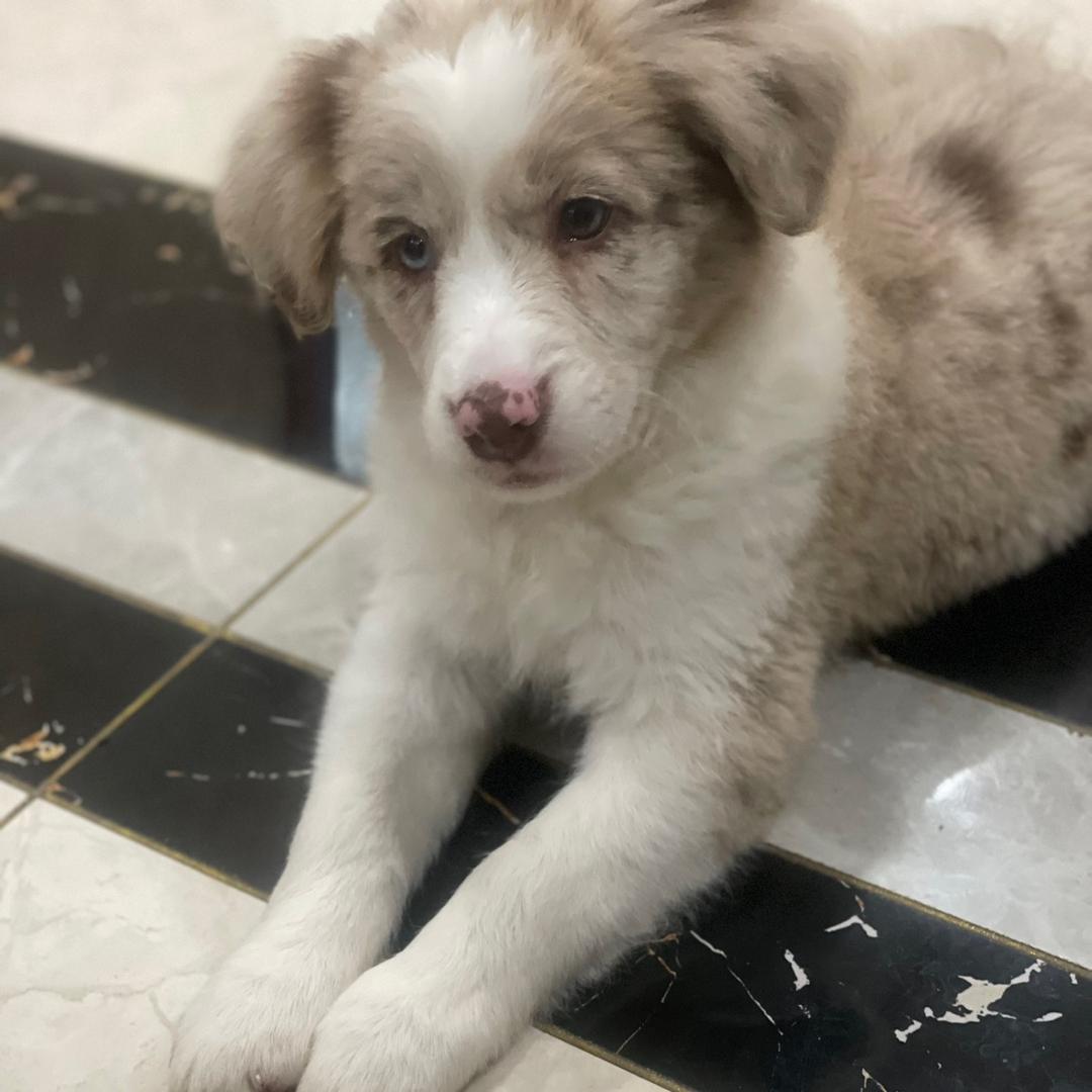 豆包犬业