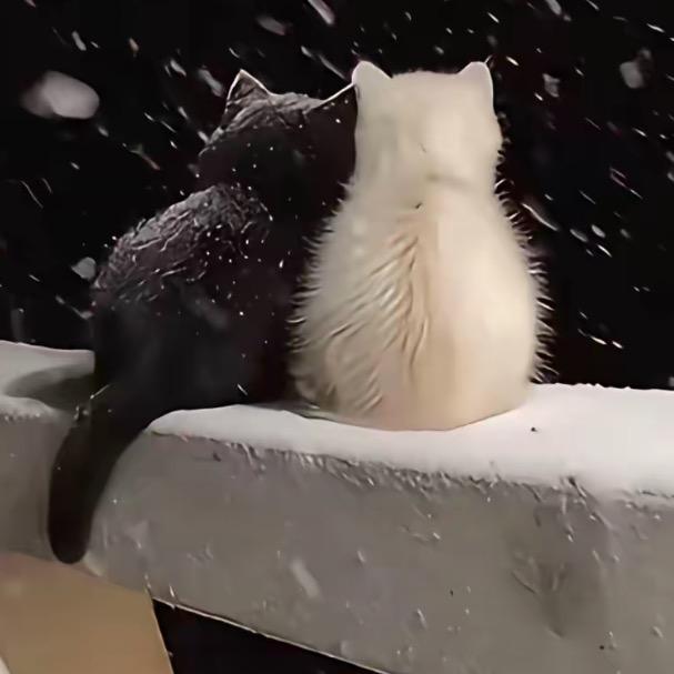 贝贝💕