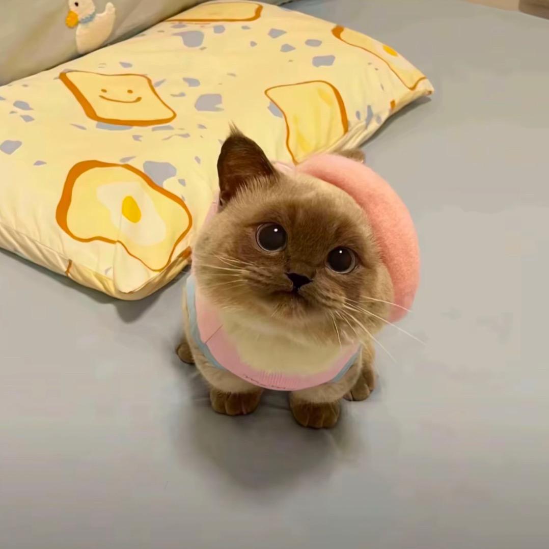 一只鱼