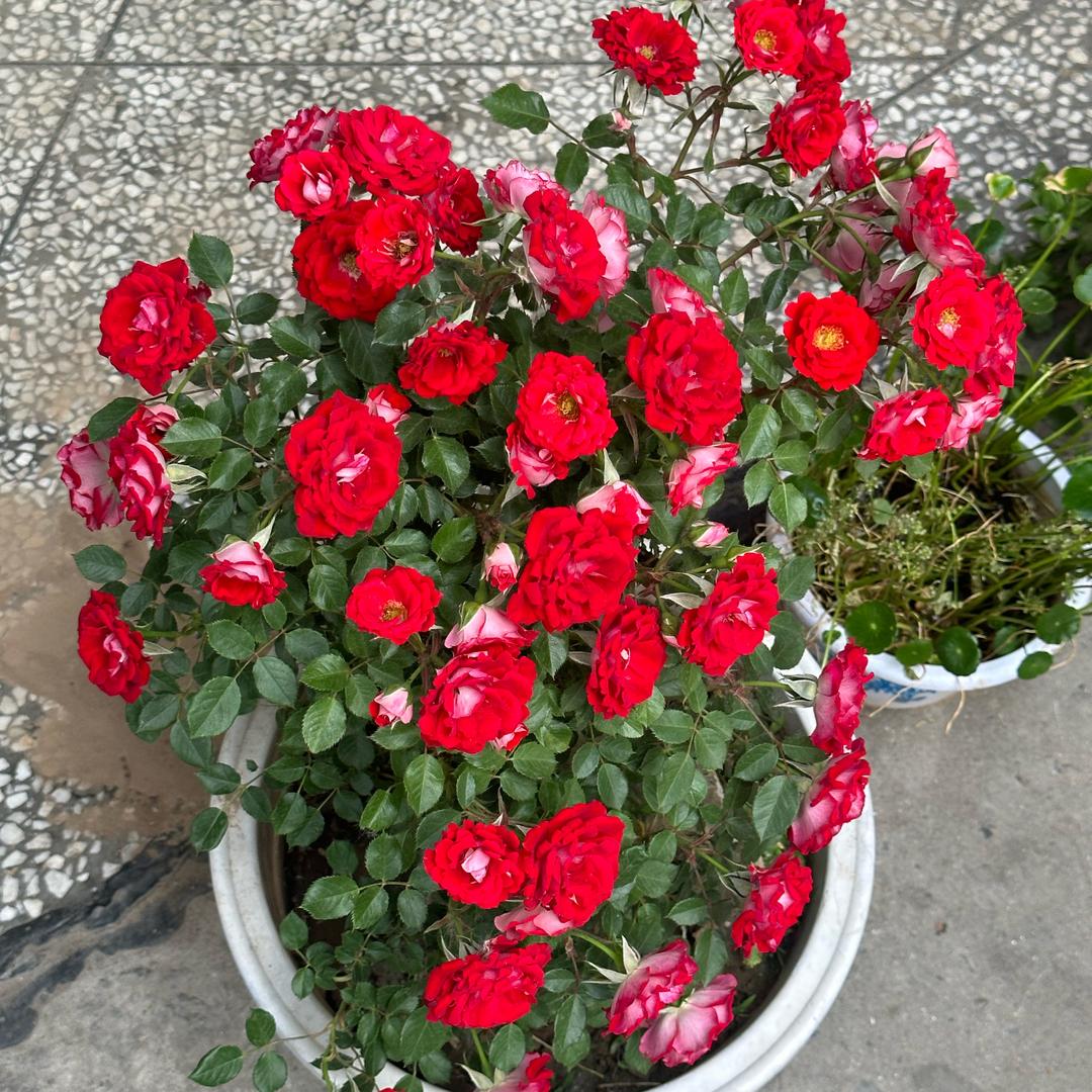 有家语豪烟酒茶行(白依路店）