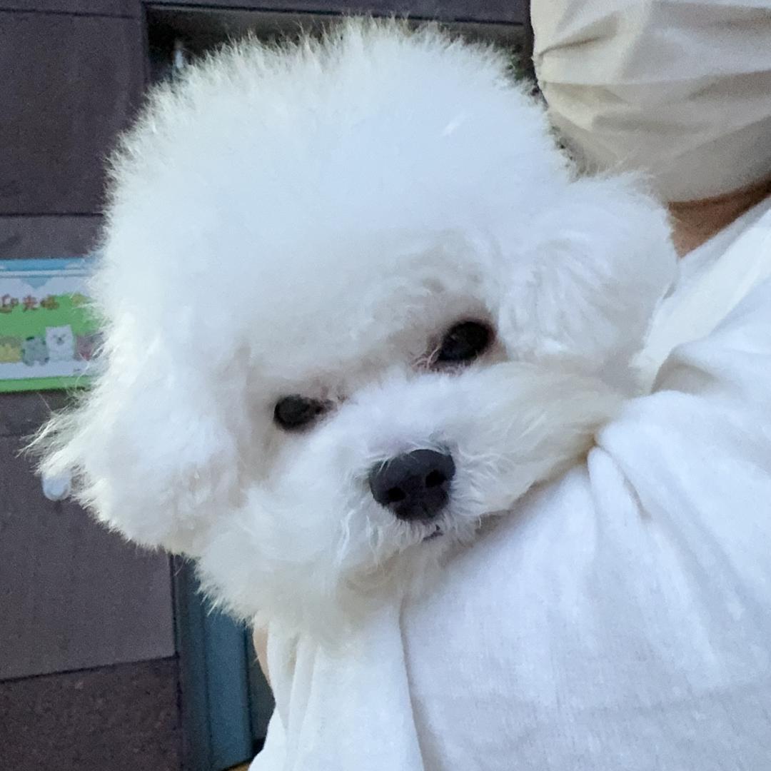 香菜叶子