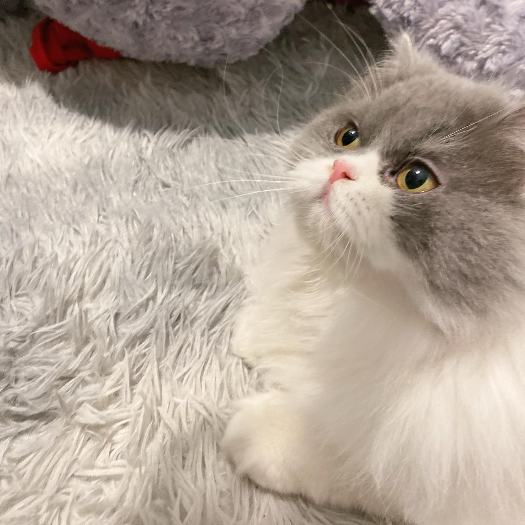 暴富小番茄