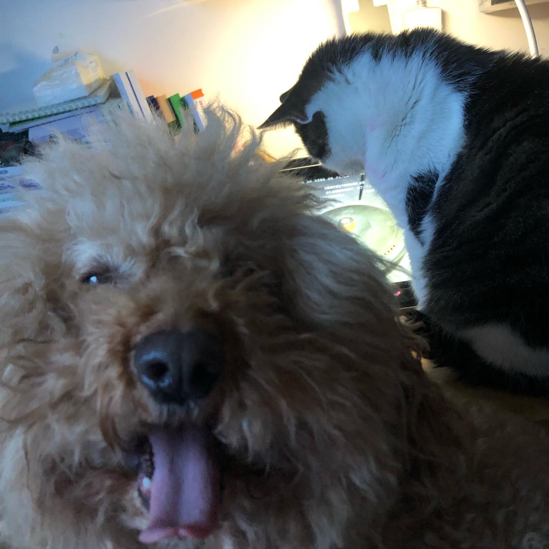 豆志七卤嘎嘎乐