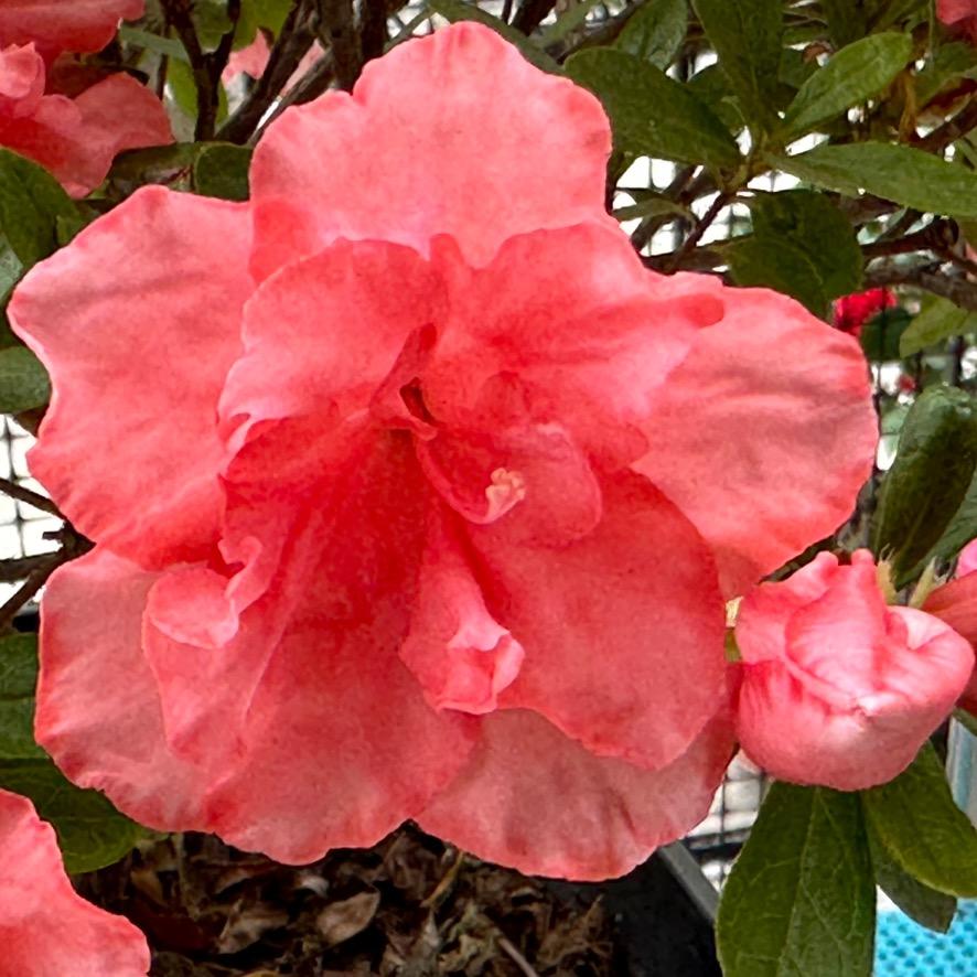 🌺☀️🌙⭐️🌺