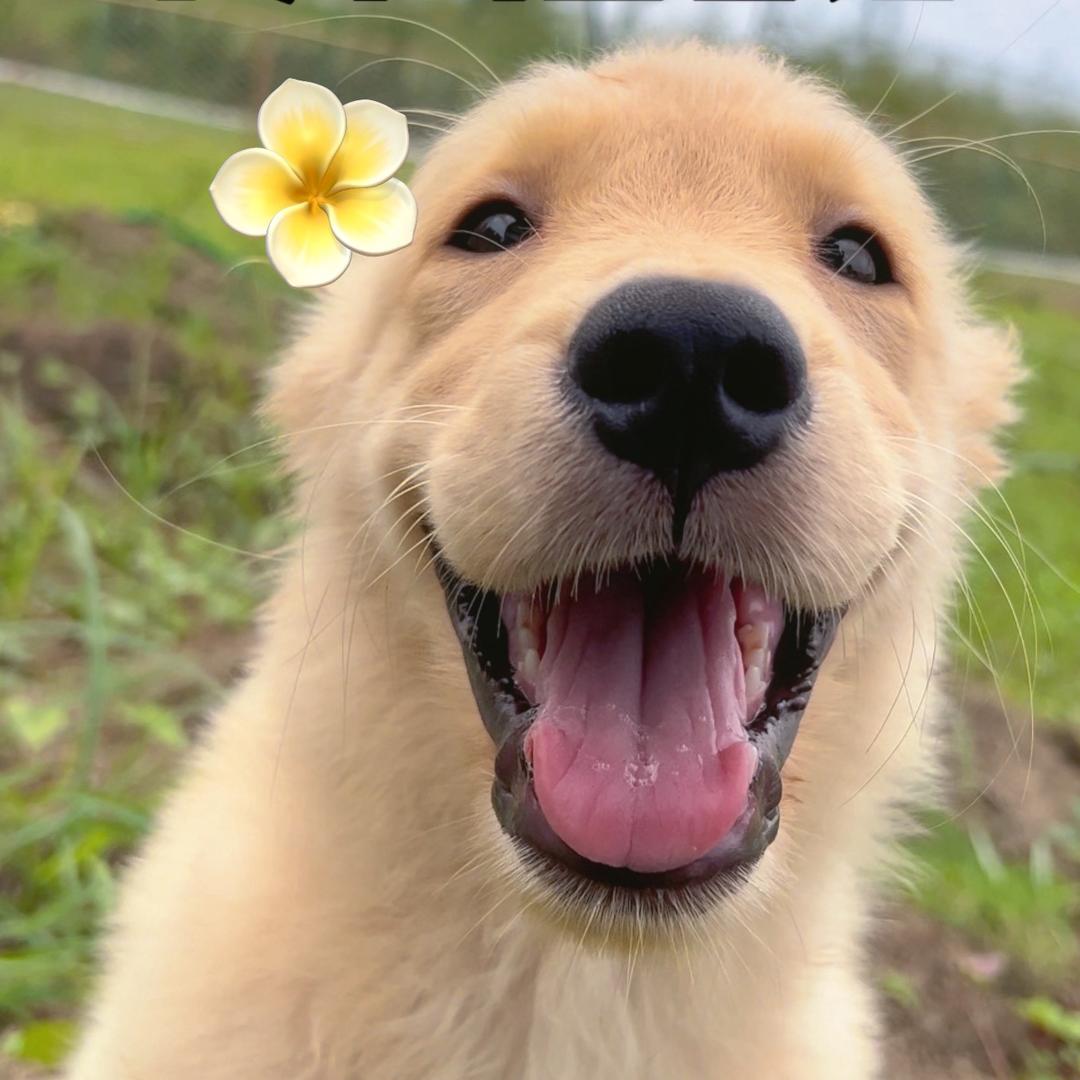 PanGo胖狗玩宠乐园