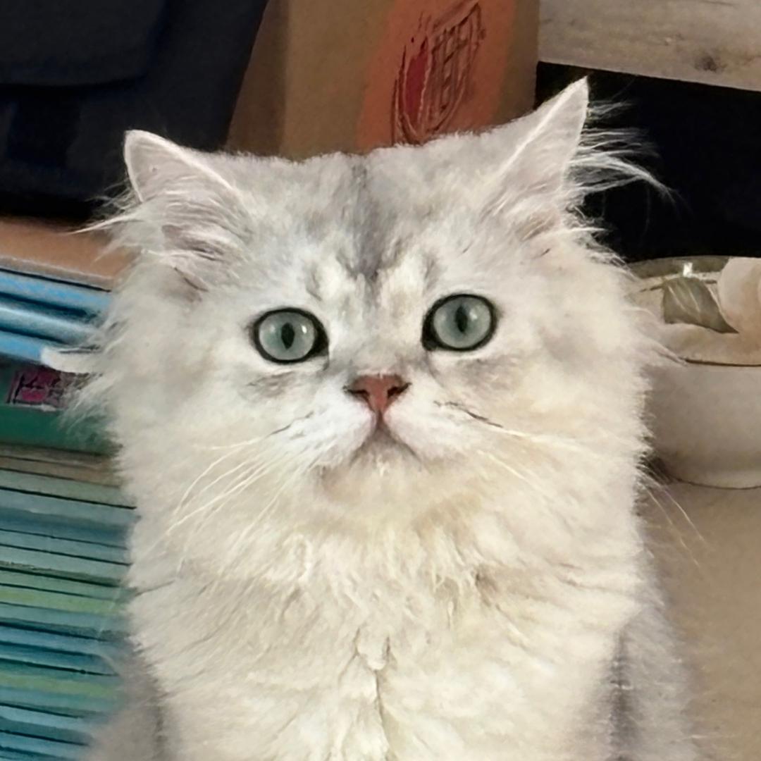 瓢里的冰淇淋
